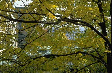 Nuori jalop&auml;hkin&auml;